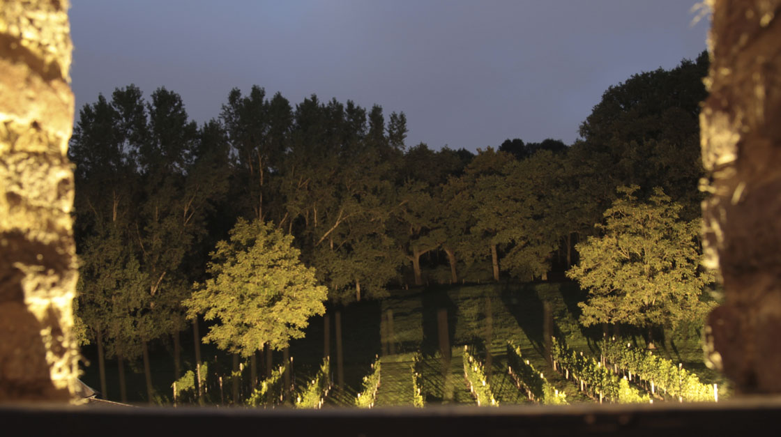Grape Harvesting Night Preview