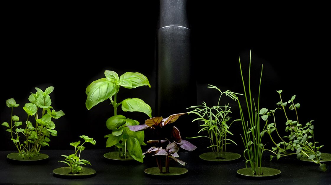 Hydroculture Aromatic Herbs