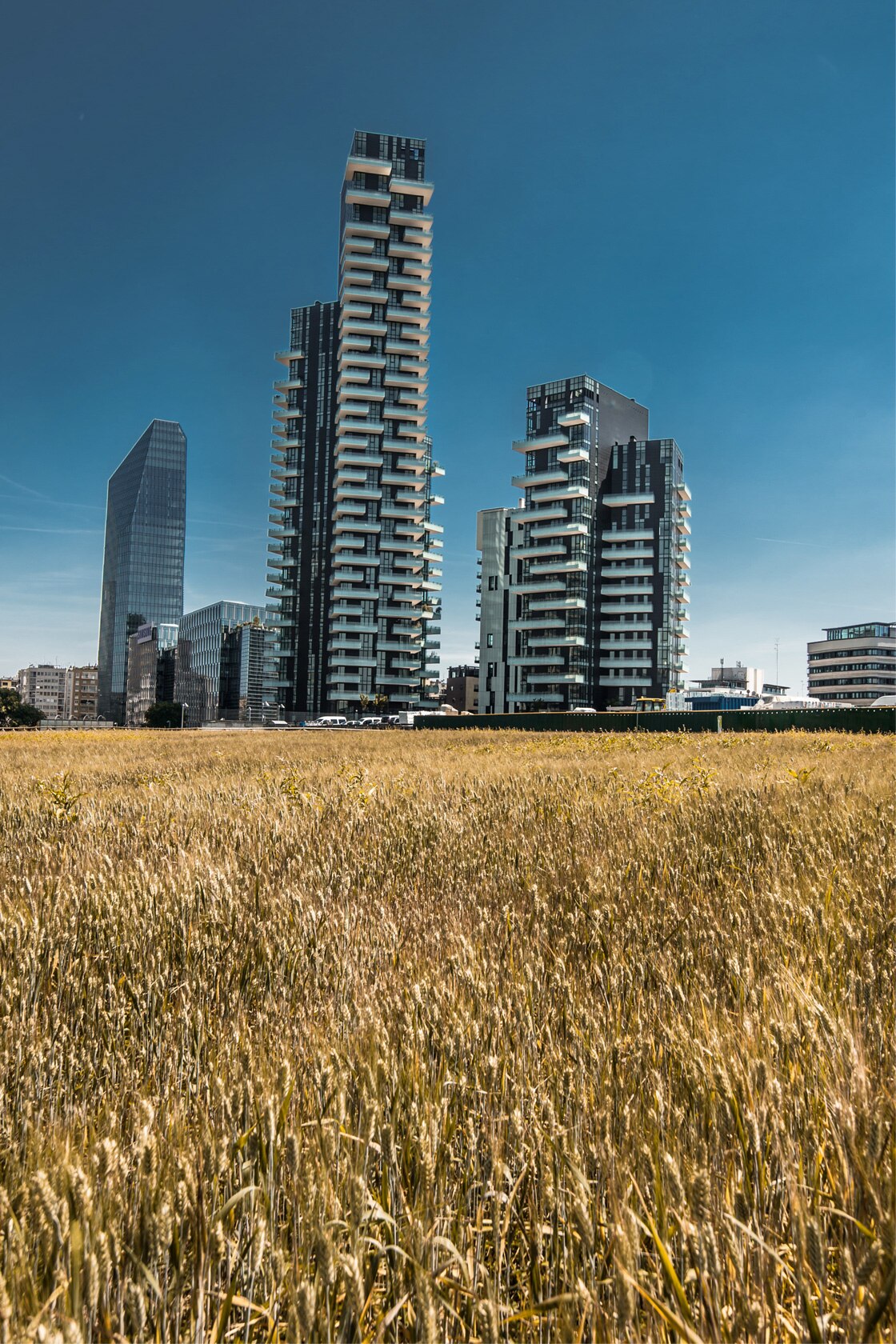 Wheat and Skyscrapers