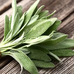 Fresh Sage Leaves