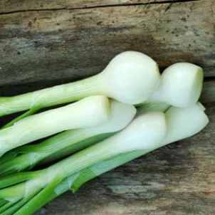 Spring Onion