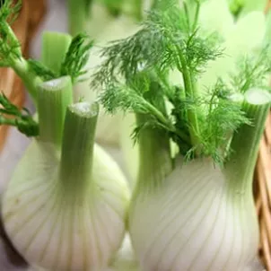 Fennel