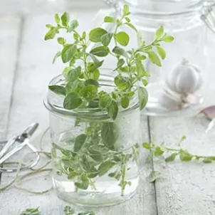 Oregano