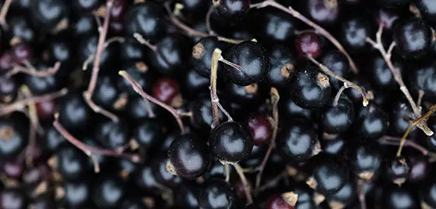 Mood_Image_Momenti Pomegranate _ Blackurrant_01.jpg TBD