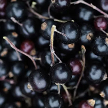 Mood_Image_Momenti Pomegranate _ Blackurrant_01.jpg TBD