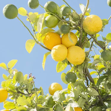 the mysterious chinotto