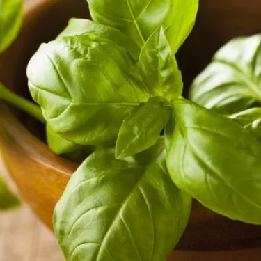 Basil