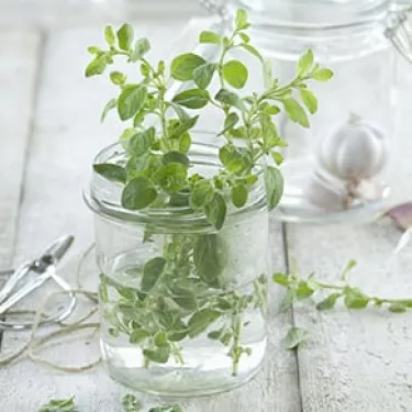 Oregano