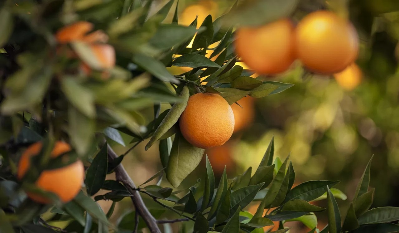 01-sanpellegrino_italian_sparkling_drinks