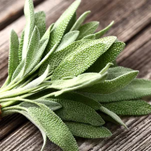 sage_Saltimbocca