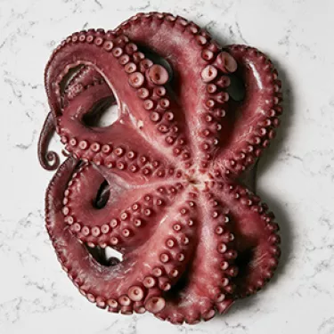 octopus_octopus_carpaccio