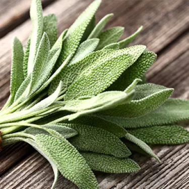 sage_Saltimbocca