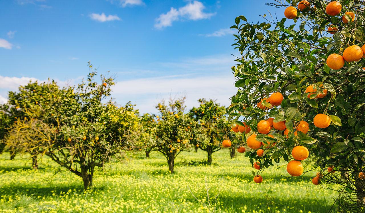 Selecting the finest fruit flavors